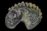 Large, Wide, Enrolled Pedinopariops Trilobite #169563-2